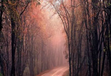 包含法网最新形势：明尼苏达森林狼高居榜首，密尔沃基雄鹿强势追赶，冠军归属成迷的词条